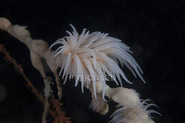 Coppa polipi di corallo sotto sporgenza — Foto stock