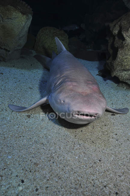 Сліпа акула на піщаному дні — стокове фото