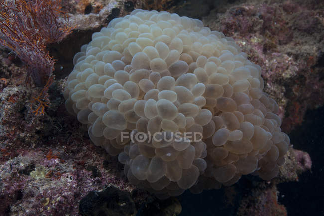 Wandernde Seeanemone in der Beqa-Lagune — Stockfoto