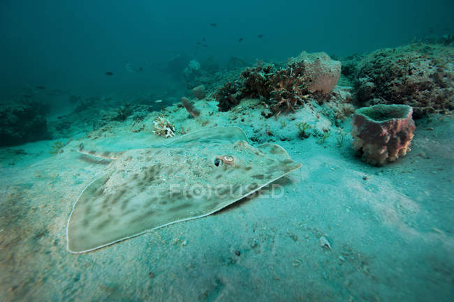 Southern Stingray descansando no fundo do mar arenoso — Fotografia de Stock