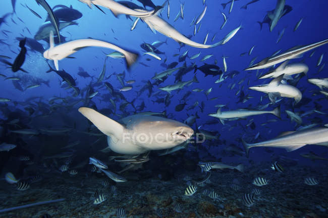 Tawny tiburón nodriza rodeado de peces - foto de stock