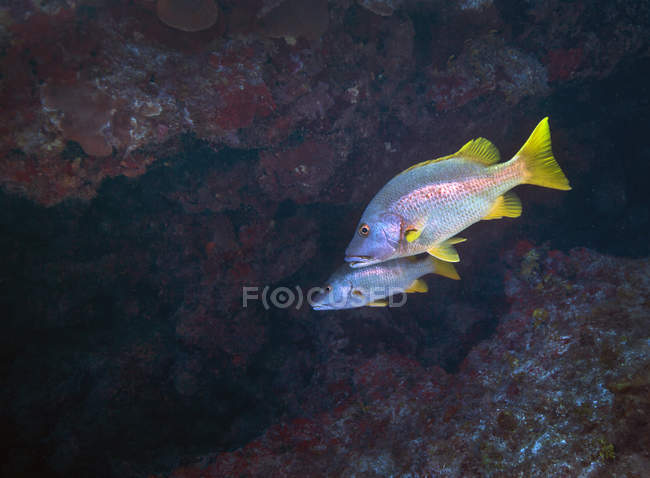 Pair of Schoolmaster fish swimming in cavern — Stock Photo