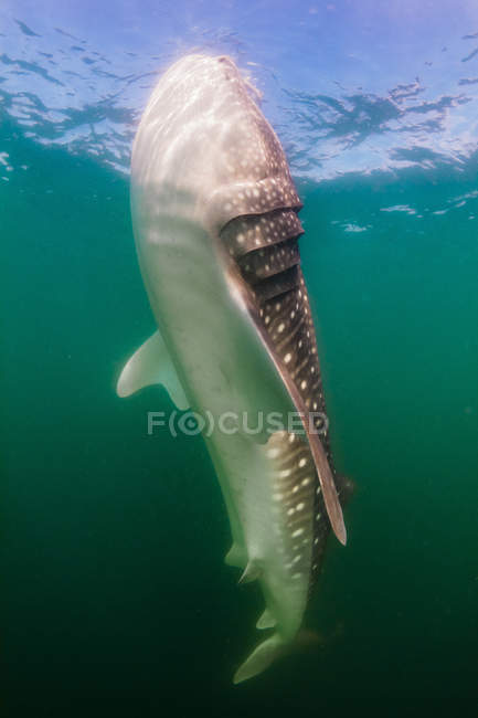 Tubarão-baleia a flutuar à superfície — Fotografia de Stock