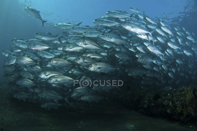 Escuela de peces trevally - foto de stock