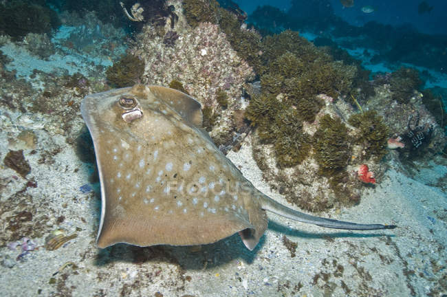 Spotted stingray swimming over seabed — Stock Photo