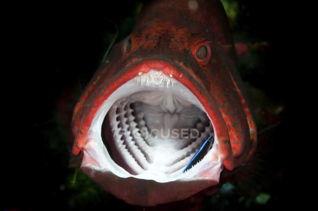 Agrupador vermelho com boca aberta — Fotografia de Stock