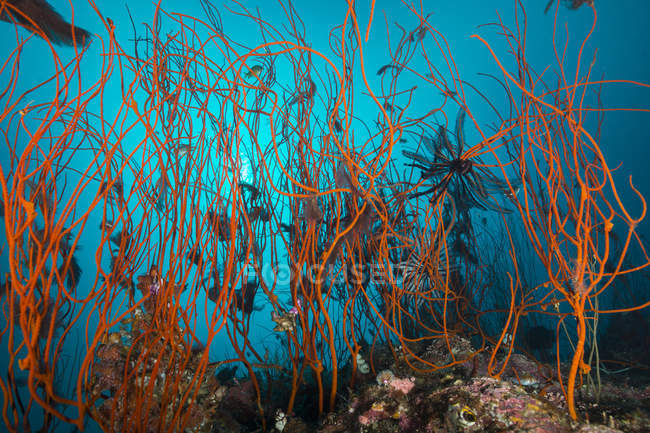 Wirrwarr drahtiger roter Korallen — Stockfoto