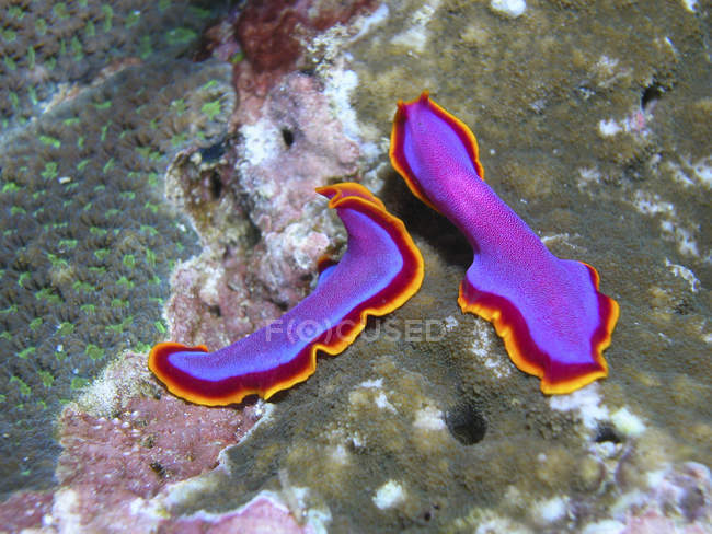 Par de flatworms coloridos — Fotografia de Stock