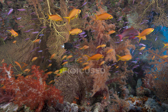 Schooling scalefin anthias — стоковое фото