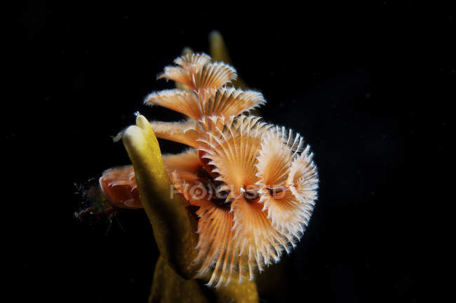 Christmas tree worm in fire coral — Stock Photo