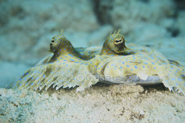 Peacock flounder camouflaged on ocean floor — Stock Photo