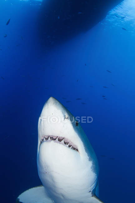 Grande tubarão branco mostrando dentes — Fotografia de Stock