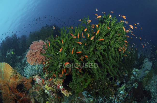 Coralli verdi con pesce rosso — Foto stock
