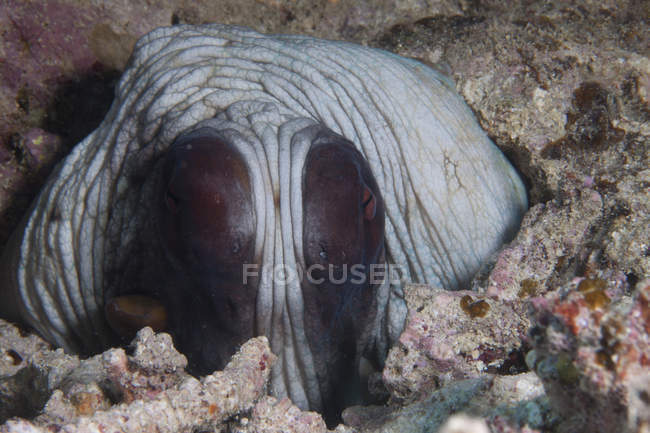 Любознательный осьминог в рифе — стоковое фото
