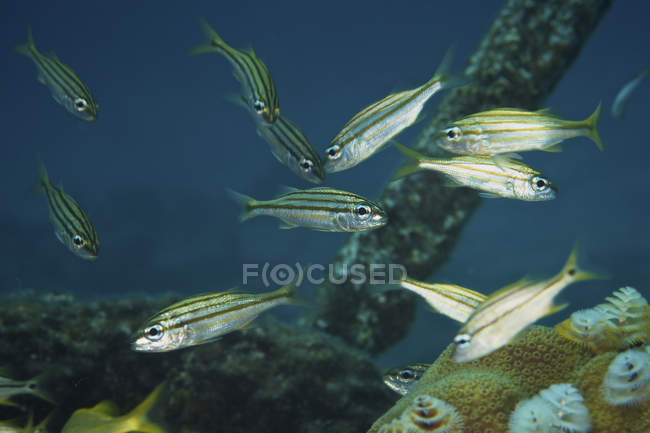 Juvenile yellow striped grunts — Stock Photo
