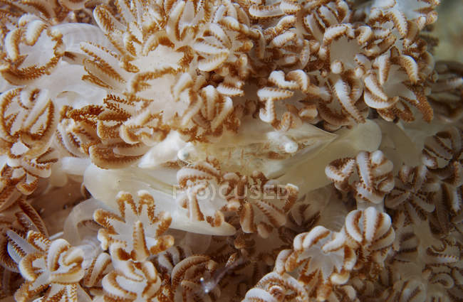 Porzellankrabbe in beige Weichkoralle — Stockfoto