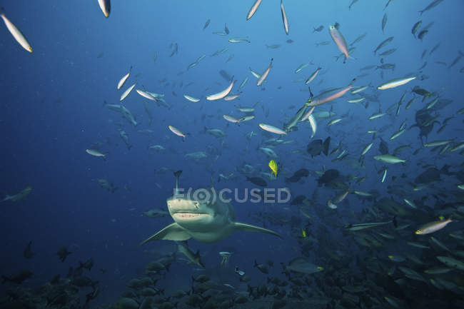 Tiburón limón nadando en bandada de peces - foto de stock