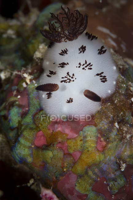 Nudibranch sobre Arrecife en Raja Ampat - foto de stock