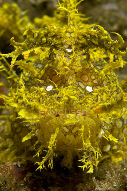 Prise de tête de scorpionfish jaune — Photo de stock