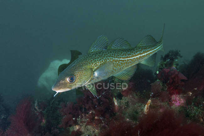 Yellow spotted Atlantic ocean cod — Stock Photo
