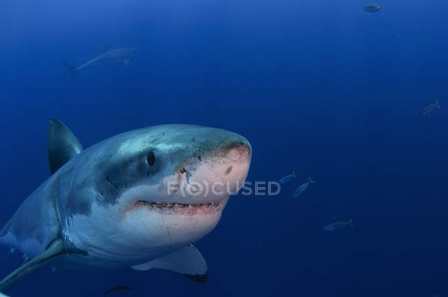 Tubarões brancos nadando perto da ilha de Guadalupe — Fotografia de Stock
