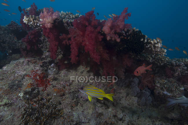 Рыбы плавают в мягких кораллах — стоковое фото