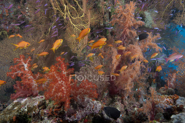 Schooling scalefin anthias fish — Stock Photo