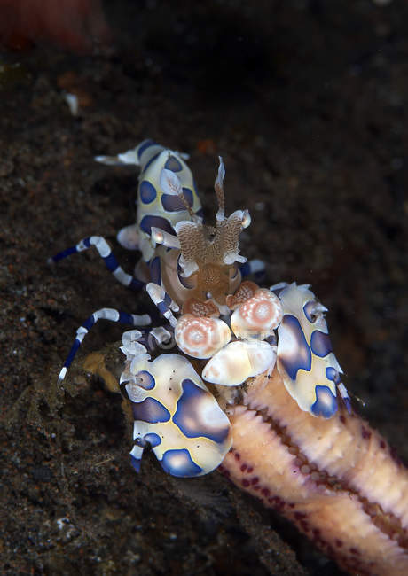 Гарлекінські креветки їдять руку морської зірки — стокове фото