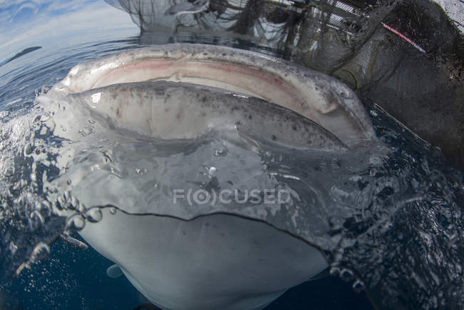 Requin baleine brisant la surface de l'eau — Photo de stock