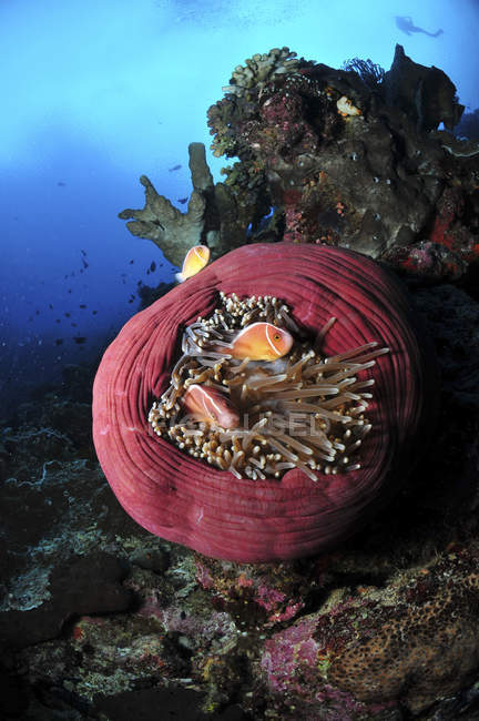 Anemonfish in circular pink anemone — стоковое фото