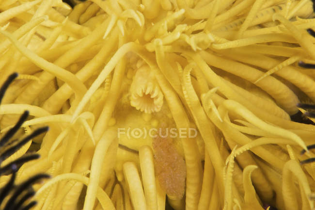 Boca de estrella de plumas crinoides - foto de stock