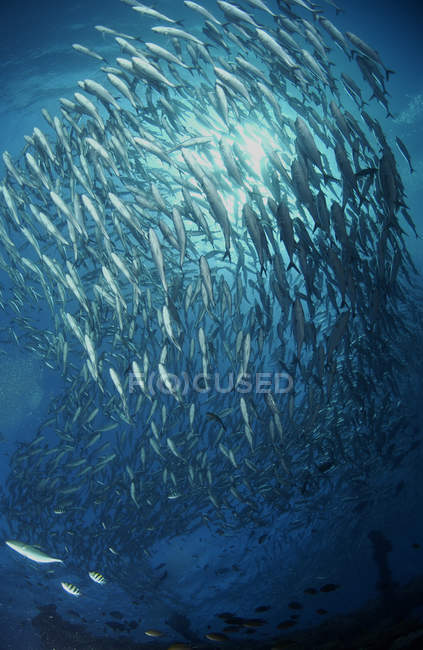 Circling school of jacks in blue water — Stock Photo