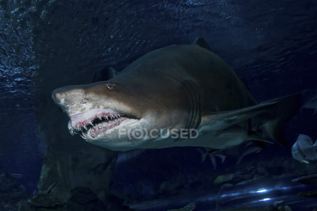 Тигрова акула в синій Зоопарк-акваріум — стокове фото