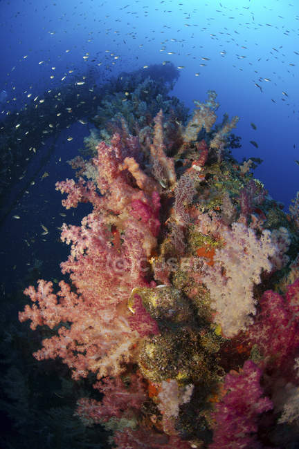 Reef scene with corals and fish — Stock Photo