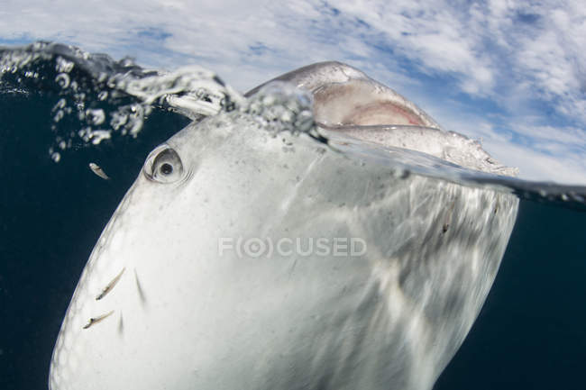 Tiburón ballena rompiendo la superficie del agua - foto de stock