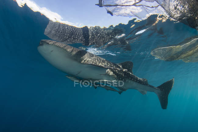 Tiburón ballena con remoras - foto de stock
