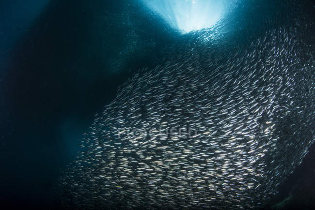 Massiccia scuola di sardine — Foto stock