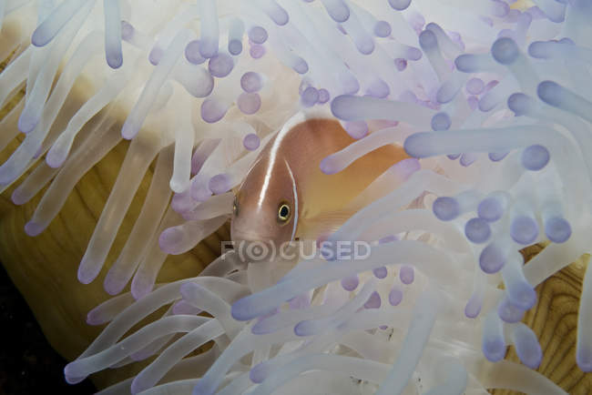 Розовая рыба-клоун в отбеленном анемоне — стоковое фото