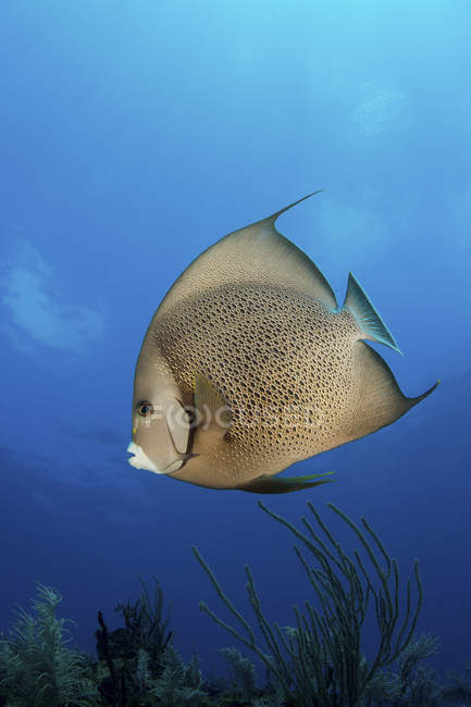 French angelfish in blue water — Stock Photo