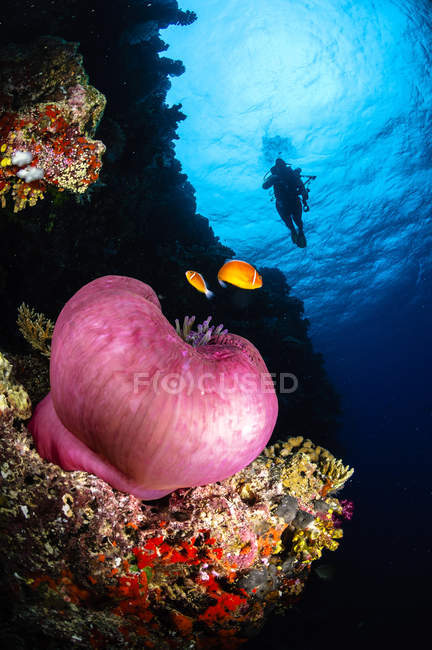 Diver and magnificent anemone — Stock Photo