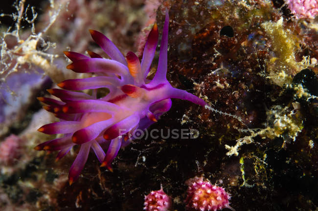 Nudibranche sur récif corallien — Photo de stock