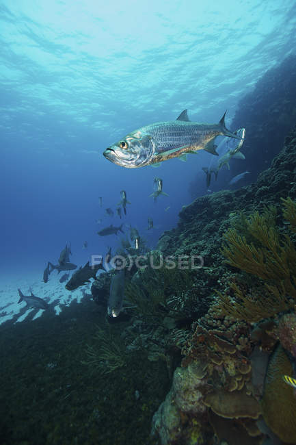 Gregge di tarponi che nuotano sulla barriera corallina — Foto stock