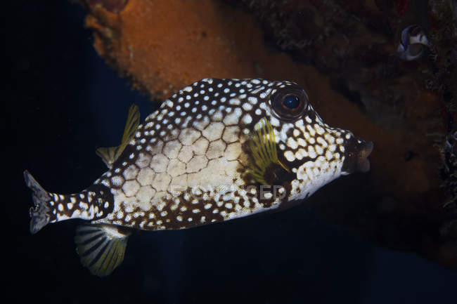 Glatte Nahaufnahme von Stummelfischen — Stockfoto