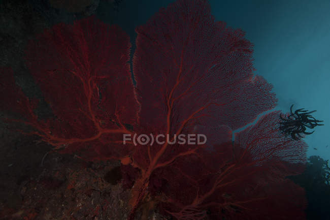 Large red gorgonian sea fan — Stock Photo