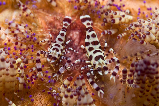Spotted Periclimenes colemani shrimps — Stock Photo