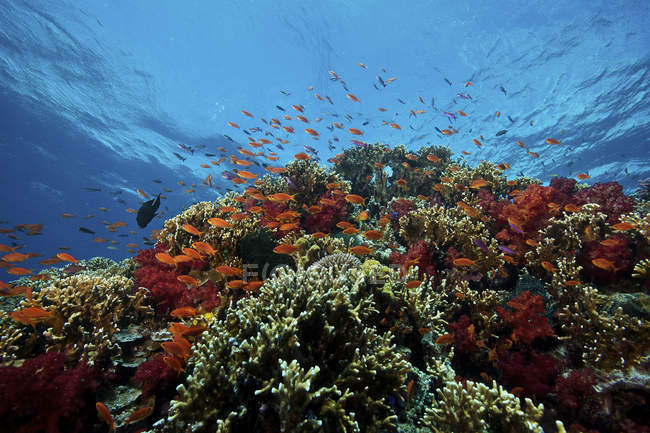 Зграя помаранчевих басів на рифі — стокове фото