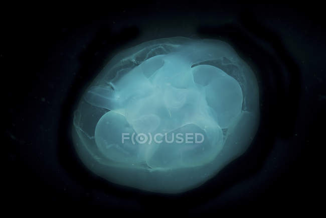 Bluish white transluscent jellyfish — Stock Photo