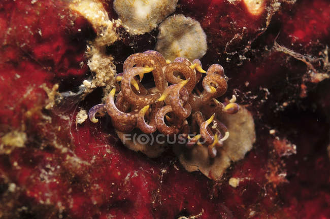 Phyllodesmium poindimiei nudibranc — Photo de stock