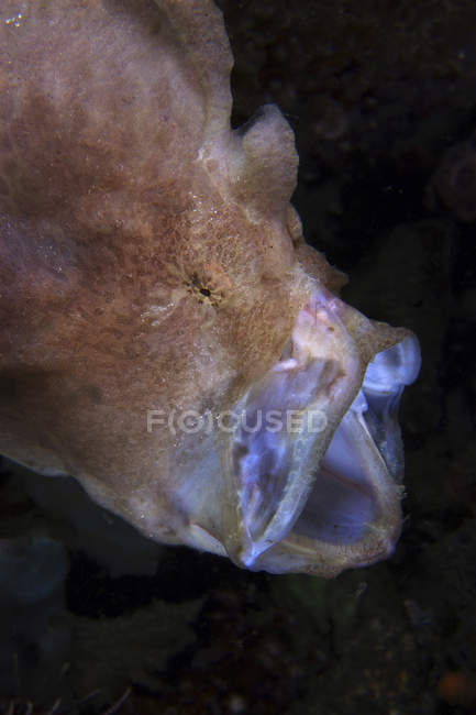 Rana pescatrice marrone con bocca aperta — Foto stock
