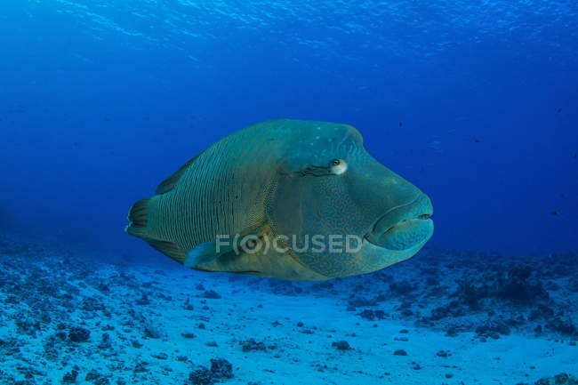Large Napoleon wrasse in blue water — Stock Photo